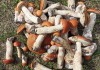 В Свердловской области пошли грибы, но есть проблема