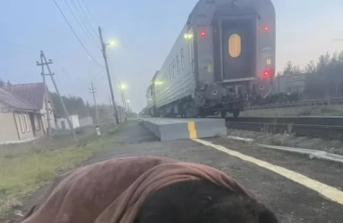 &laquo;Они вообще страх потеряли&raquo;: в Свердловской области поезда сбили трех медведей