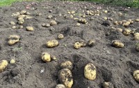 Аграрии назвали рост цен на картофель справедливым