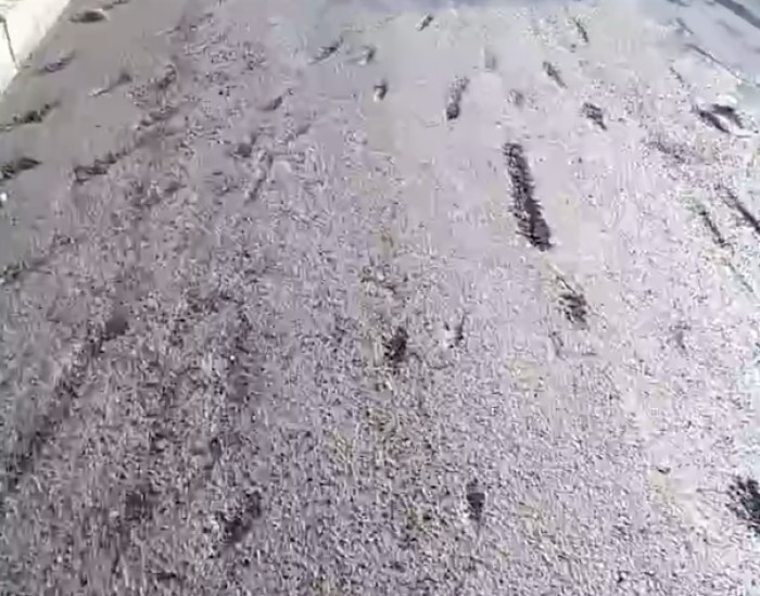 В Нижнем Тагиле дорогу во дворе дома очистили от снега вместе с асфальтом (видео)