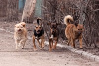 Почему в Нижнем Тагиле не ловят собак и что будет дальше