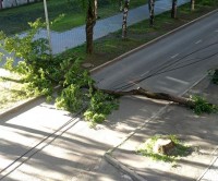 В Нижнем Тагиле деревья падают на дороги (фото)