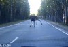 «Заново родились»: на Серовском тракте лось выбегает под колеса (видео)