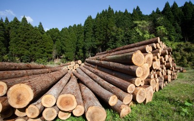 Россельхознадзор заблокировал вывоз леса из Тагила в Азербайджан