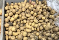 Китай нарастил экспорт картофеля в Россию в 4,4 раза