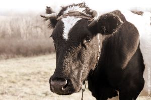 Под Нижним Тагилом в совхозе массово гибнут коровы от голода. Минсельхоз все отрицает (фото)