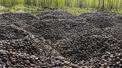 Тонны картофеля обнаружили в лесу Свердловской области