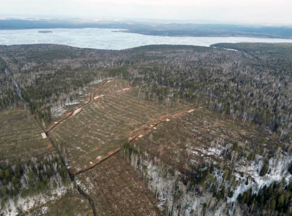 Бастрыкин поручил возбудить дело по вырубке леса для карьера на Ленёвке