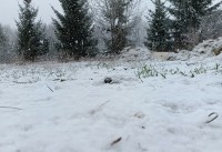 В Свердловской области выпал снег. Что обещают синоптики?