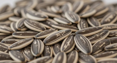 На Урал привезли 55 контейнеров семян подсолнечника из Китая. Рассказываем зачем