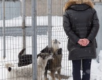 Пинаев осмотрел отловленных бездомных собак
