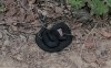 Жителей Нижнего Тагила предупредили о змеях (видео)