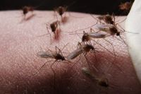 Тысячи их: в этом году на Урале будет особенно много комаров
