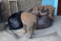 В Нижнем Тагиле найдена мертвой одна из гулявших по городу свиней