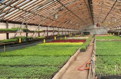 Питомник Нижнего Тагила начал продажу рассады овощей и цветов: сколько что стоит