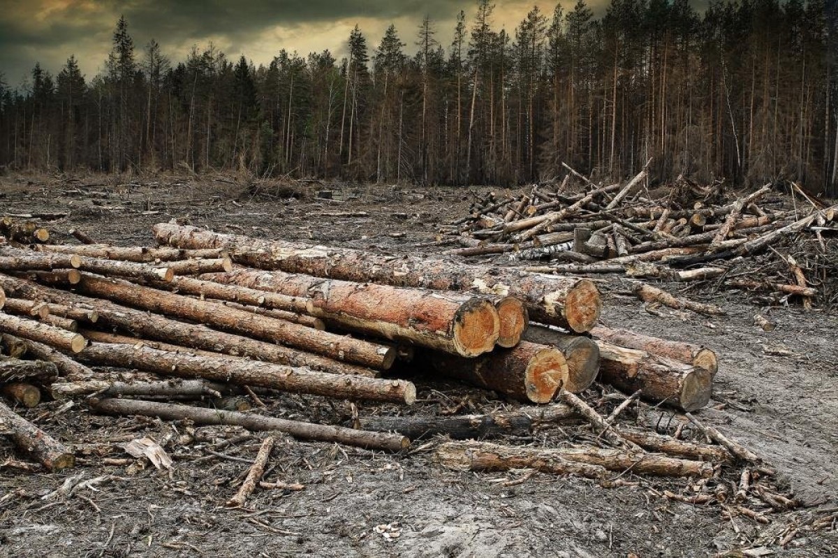 Экология тайги. Ирбейский район вырубка лесов. Рубка лесов. Срубленный лес. Вырубка лесов экологическая проблема.