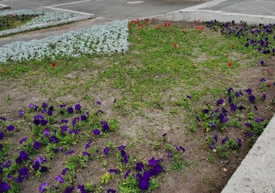 Цветы в центре Нижнего Тагила атаковали патогены