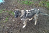 Администрация Нижнего Тагила выплатит 100 тысяч рублей школьнику, искусанному стаей собак