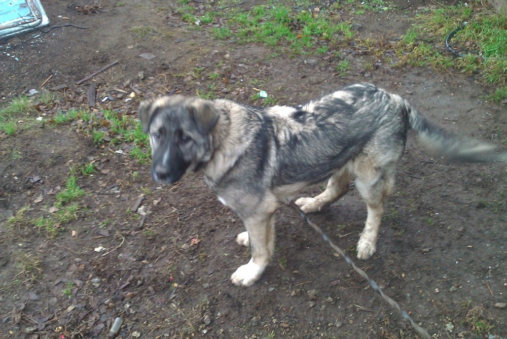 Администрация Нижнего Тагила выплатит 100 тысяч рублей школьнику, искусанному стаей собак