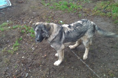 Администрация Нижнего Тагила выплатит 100 тысяч рублей школьнику, искусанному стаей собак