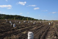 Рекордный урожай картофеля под Тагилом привел к снижению цен