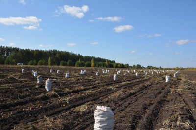 Рекордный урожай картофеля под Тагилом привел к снижению цен