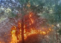 Под Нижним Тагилом произошёл первый крупный ландшафтный пожар (фото)