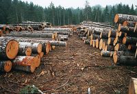 На Чусовой незаконно вырубают лес, а город остается еще и должен
