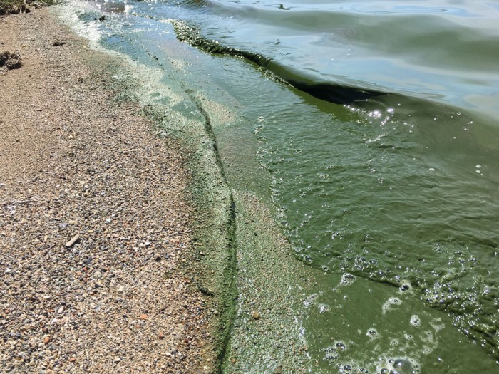 Черноисточинский пруд, из которого пьет половина жителей Нижнего Тагила, снова позеленел (фото)