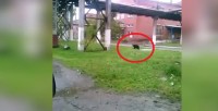 Гуляющий по территории завода в Нижнем Тагиле медведь попал на видео