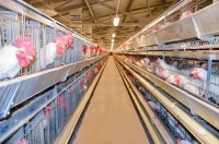 Свердловская область потеряла контроль над крупнейшей птицефабрикой