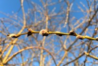 Свердловские синоптики рассказали о вероятности дождей и снега до конца марта