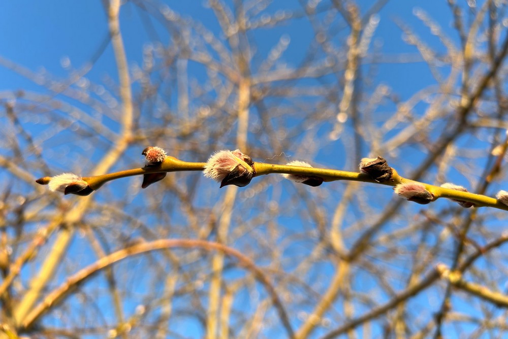 Свердловские синоптики рассказали о вероятности дождей и снега до конца марта