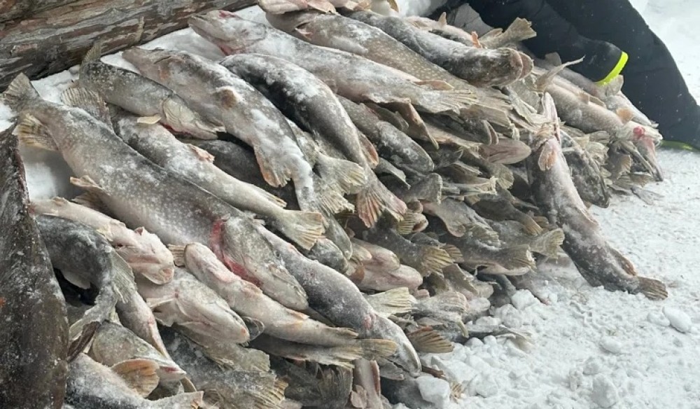 &laquo;Сложили штабелями, как дрова&raquo;: тагильчане похвастались уловом в 500 килограммов