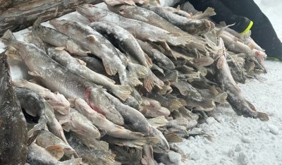 &laquo;Сложили штабелями, как дрова&raquo;: тагильчане похвастались уловом в 500 килограммов