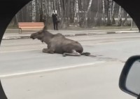 В Нижнем Тагиле сбили одного из двух замеченных лосей: видео
