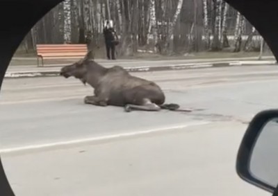 В Нижнем Тагиле сбили одного из двух замеченных лосей: видео