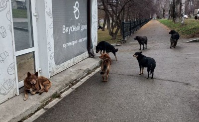 Отлов собак в Нижнем Тагиле парализован из-за уголовных дел
