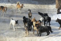 Администрацию Нижнего Тагила хотят засудить за бардак с бездомными собаками