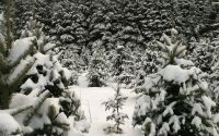Тагильчане смогут выбрать новогоднюю ёлочку прямо в лесу, но не более двух