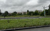 90 сортовых рябин за 2,5 млн руб. высадят на Черноисточинском шоссе