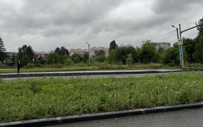 90 сортовых рябин за 2,5 млн руб. высадят на Черноисточинском шоссе