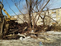 Тагильчане жалуются на МУП «Нижнетагильские тепловые сети», которое во время земляных работ уничтожает деревья во дворах (фото)