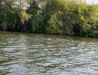 Двое тагильчан на спор решили переплыть пруд. Доставать их пришлось спасателям