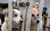 В России разрешат усыплять бродячих собак