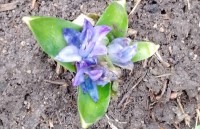 «Декабрьская весна»: в Свердловской области проснулись и зацвели растения