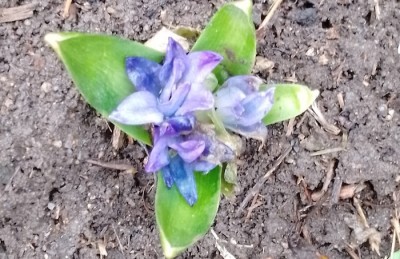 «Декабрьская весна»: в Свердловской области проснулись и зацвели растения