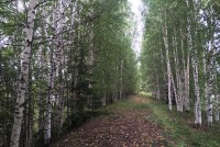 По факту рубки леса под Нижним Тагилом возбуждено дело