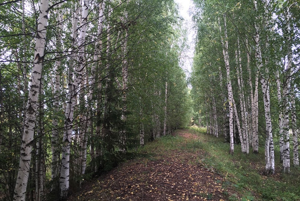 По факту рубки леса под Нижним Тагилом возбуждено дело