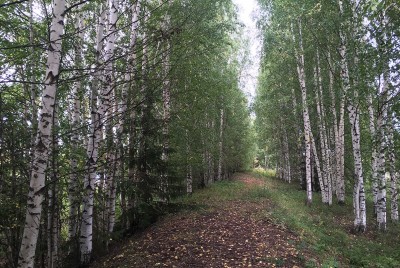 По факту рубки леса под Нижним Тагилом возбуждено дело